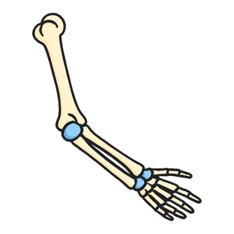 Skeleton arm clipart showing the upper arm bone, elbow and two forearm bones